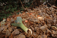 Compost - nothing goes to waste